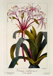 Crinum erubescens, 1836 (handfärgad gravyr)